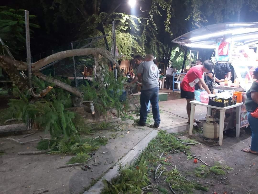 Árbol de flamboyán cae sobre clientes de un puesto de comida en Motul