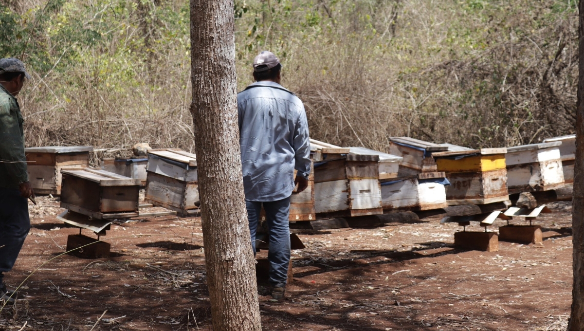 Secretaría de Desarrollo Agropecuario en Campeche minimiza muerte de abejas; sólo fue el 1.4%, dice