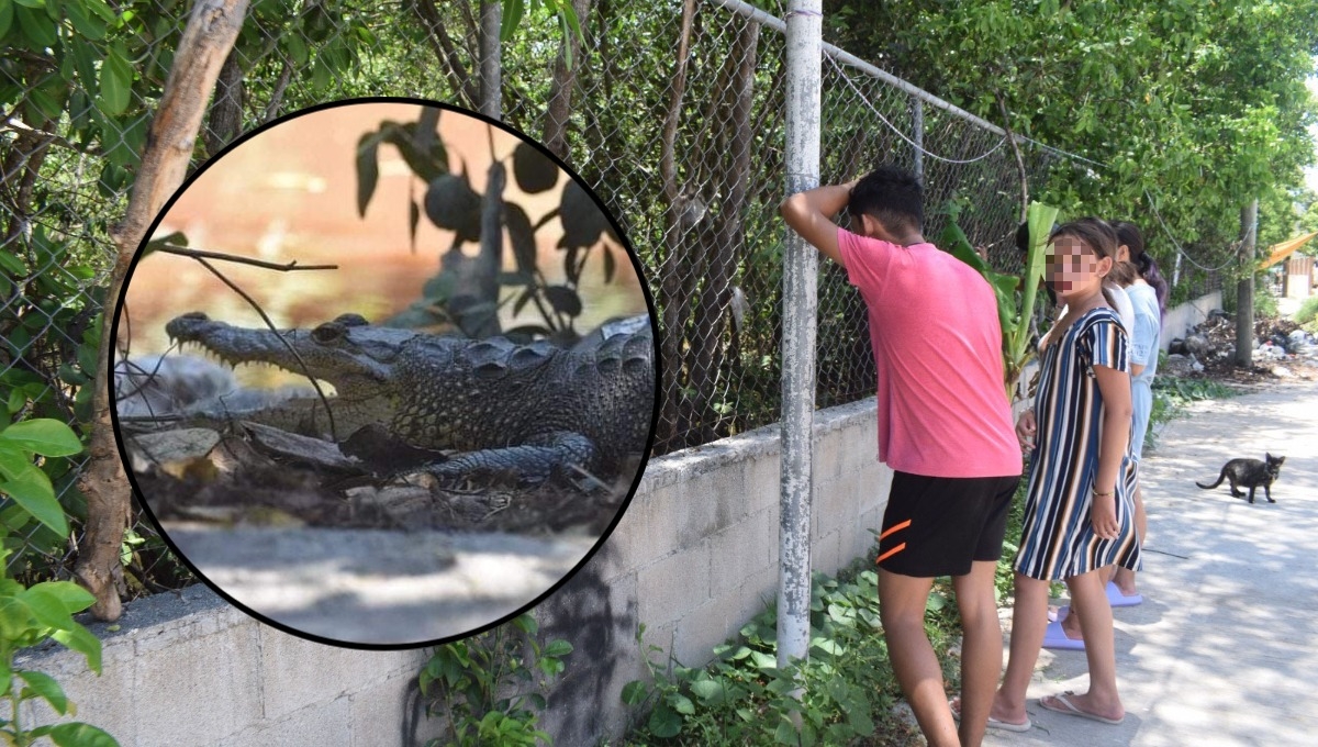 En Progreso, cocodrilos de hasta dos metros asustan a vecinos; temen por sus mascotas