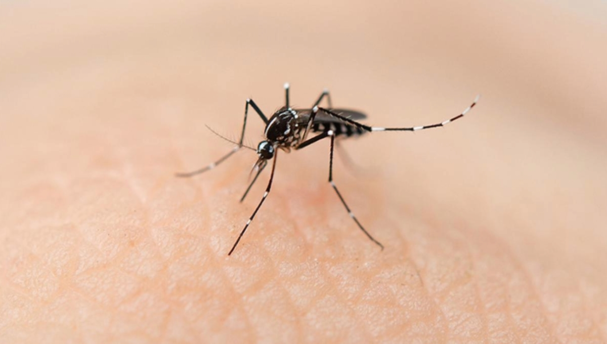 Los casos de dengue en el estado han ido en aumento