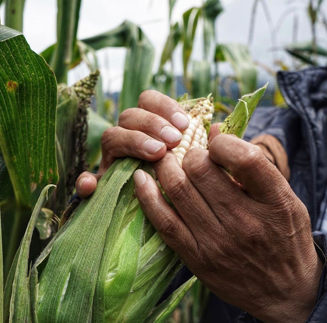 Segalmex finaliza programa de adquisición de maíz blanco en Sinaloa