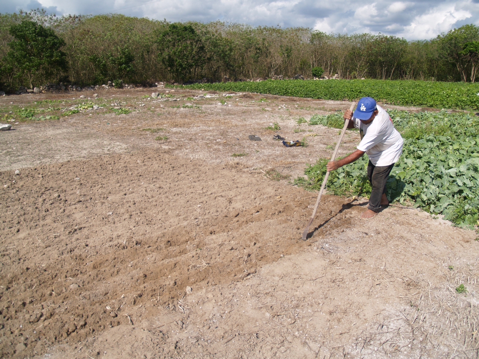 En Sinanché, mantienen la creencia de los aluxes protectores de las milpas en Yucatán