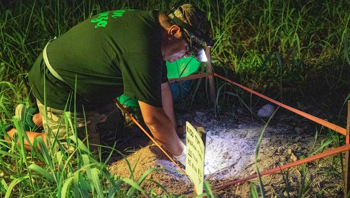 Liberan a más de 187 mil tortugas marinas en las costas de Campeche en cuatro meses