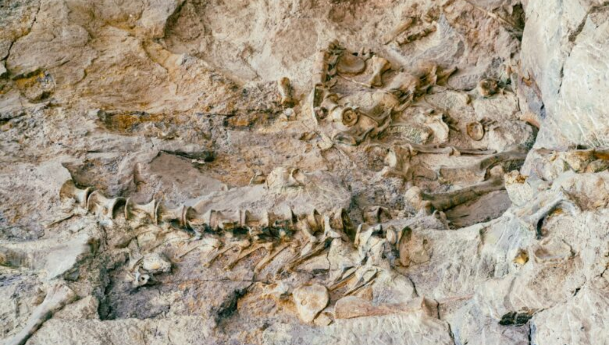 Los paleontólogos están sorprendidos por la conservación de los restos. Foto: Especial
