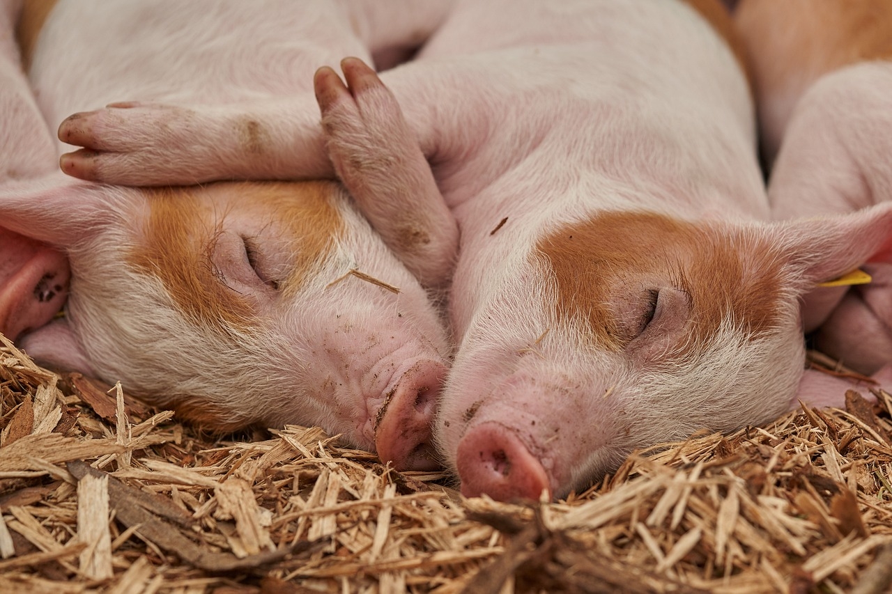 Los cerdos se convertirán en donadores masivos de acuerdo con científicos