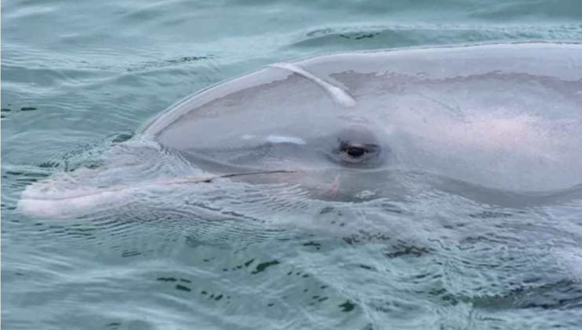 Los delfines no solo sufren por el maltrato, si no separación de sus crías