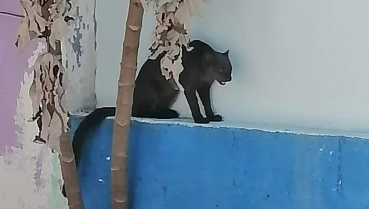 Atrapan al jaguarundi que atemorizaba a vecinos de Cholul en Mérida