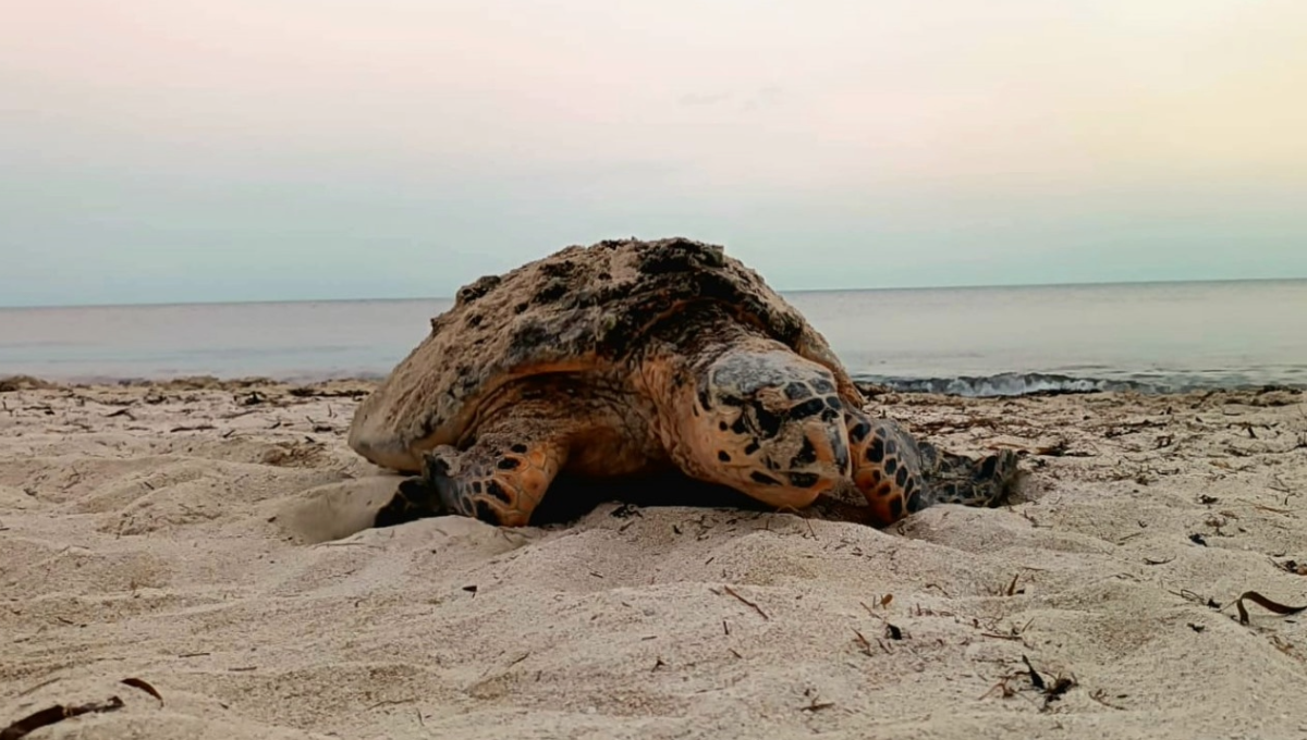 En Campeche, disminuyó 30% el registro de nidos de tortuga de Carey