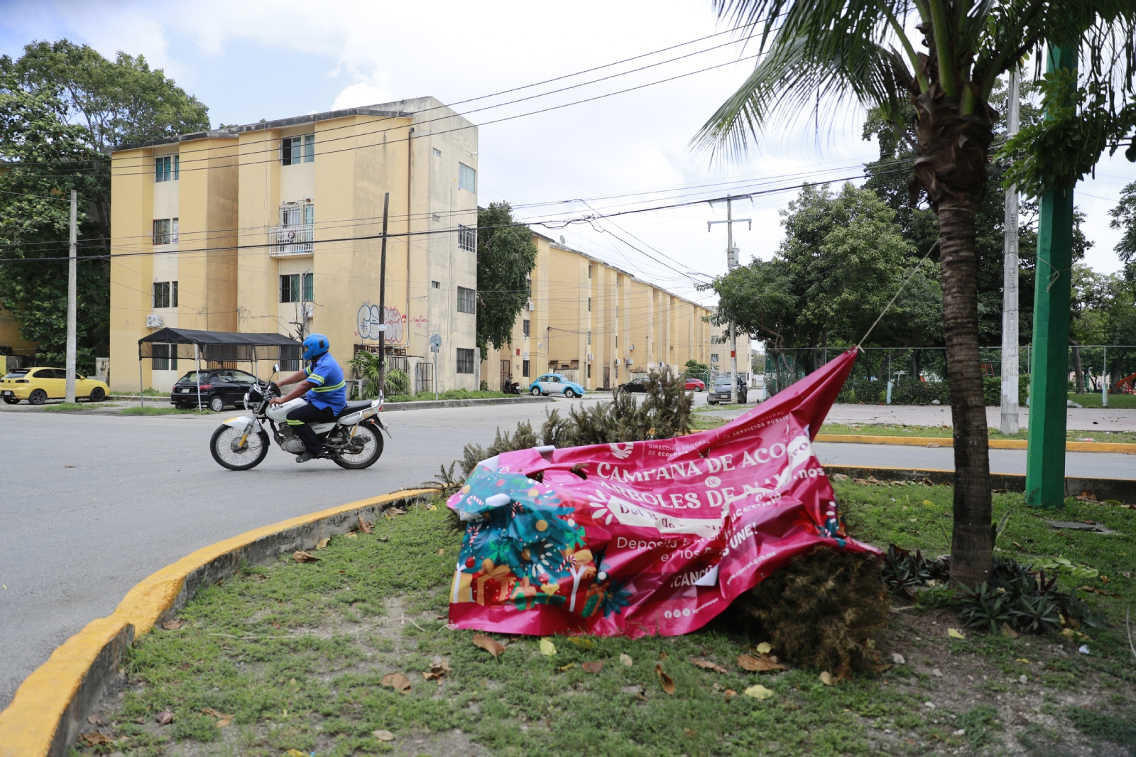 Camellones y banquetas se convierten en tiraderos de árboles de navidad en Cancún