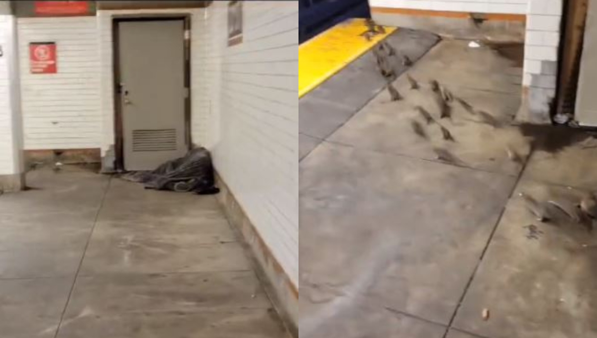Indigente duerme junto a una manada de ratas en el Metro de Nueva York: VIDEO