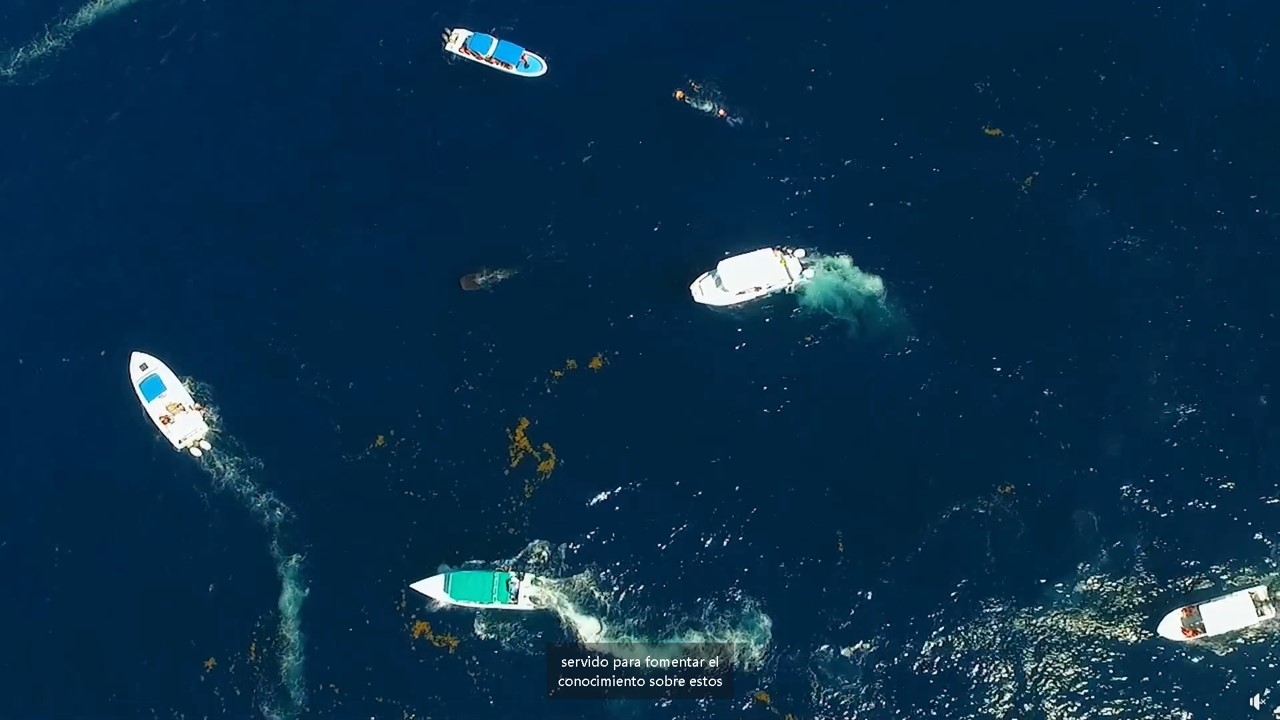 Nado con Tiburones en Isla Mujeres: Cerca de 108 embarcaciones cuentan con chip