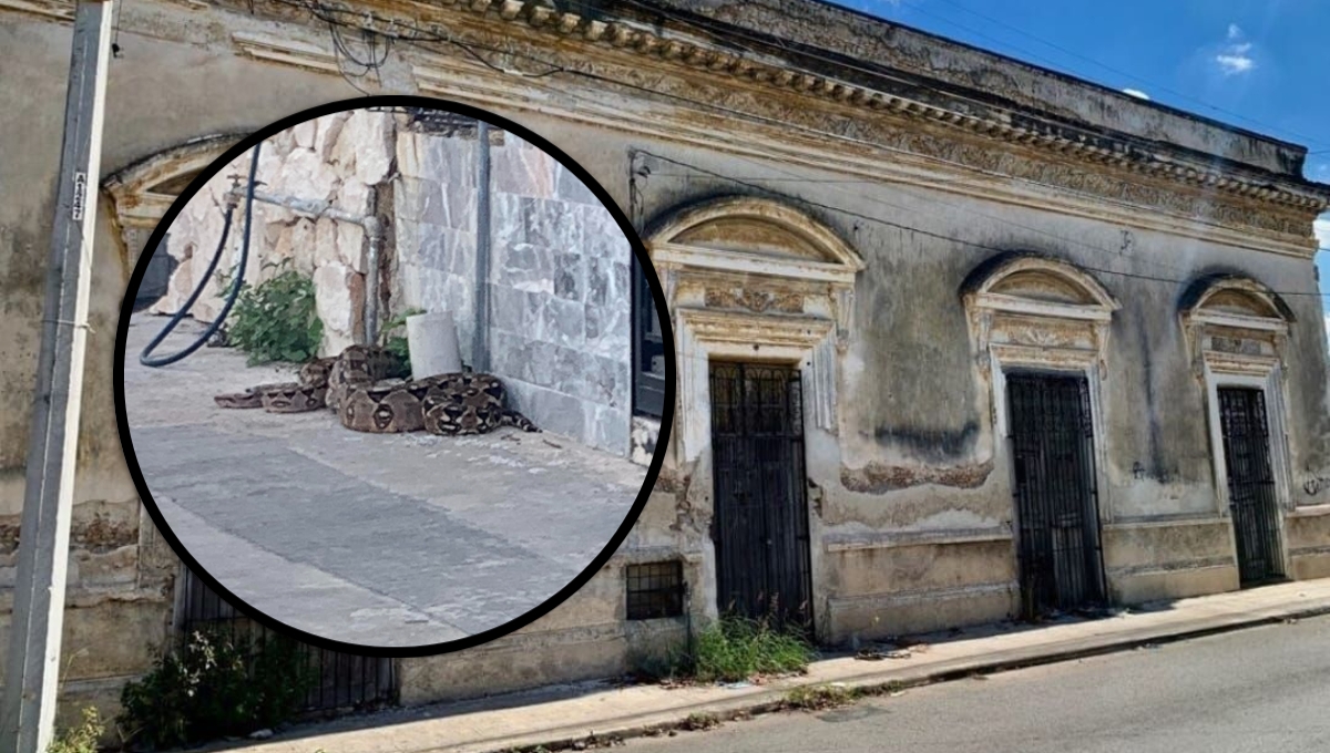 Encuentran una enorme boa en una banqueta del Centro de Mérida