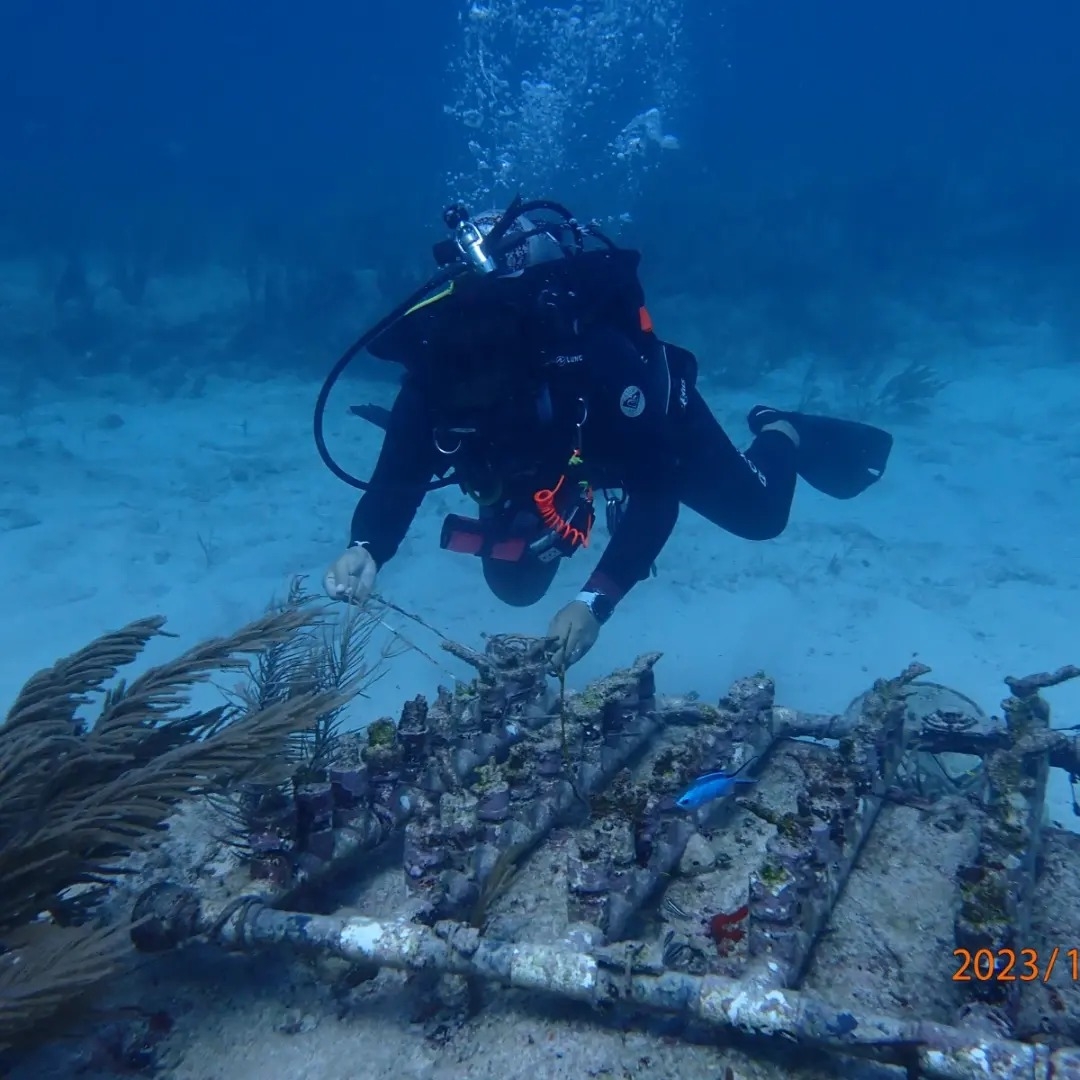 Conanp confirma rebrote de blanqueamiento de corales por aguas residuales Isla Mujeres