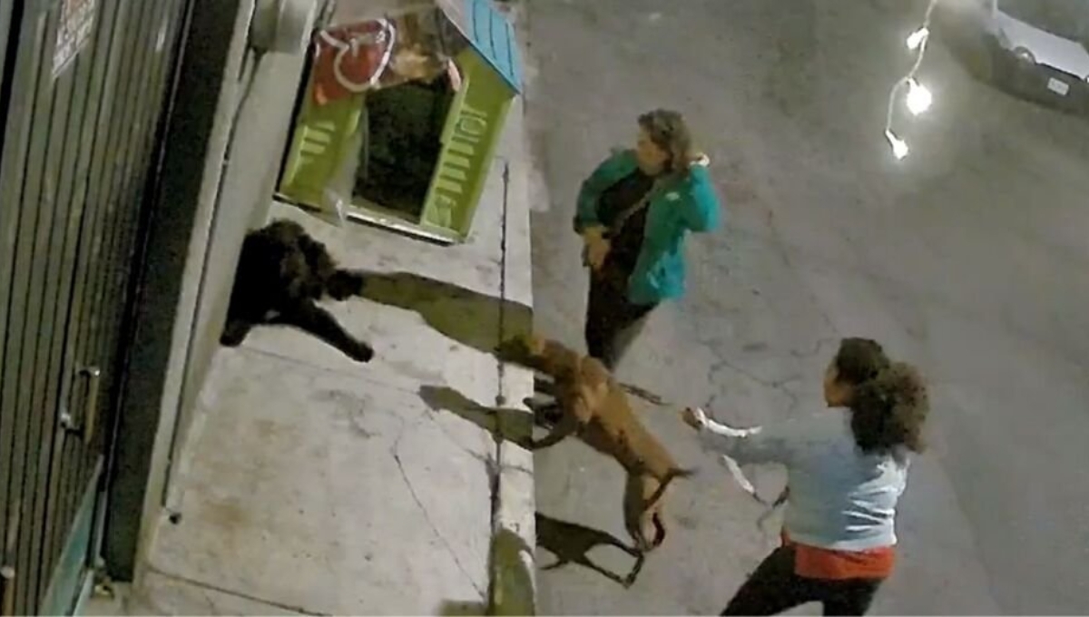 Denuncian a dos mujeres por obligar a un pitbull a atacar a dos perros en Iztapalapa: VIDEO