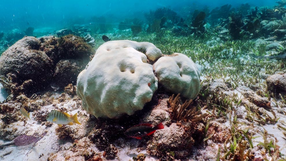 Acusan a Aguakan de destruir los arrecifes de coral al Norte de Quintana Roo