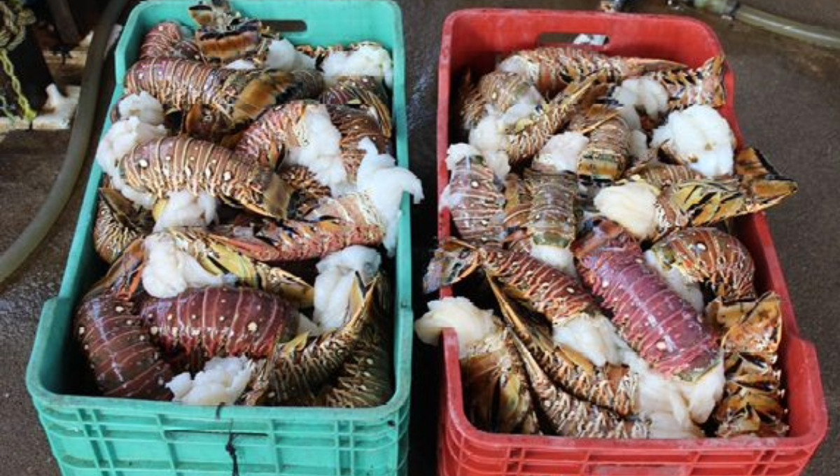 Actualmente hay buena demanda de crustáceo y principalmente de escama entre los restaurantes de la isla, por el turismo.