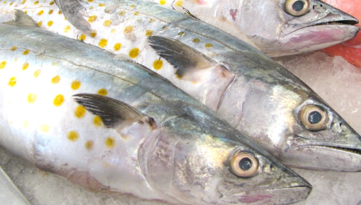 Comerciantes de Candelaria vende el kilo de pez sierra hasta en 130 pesos