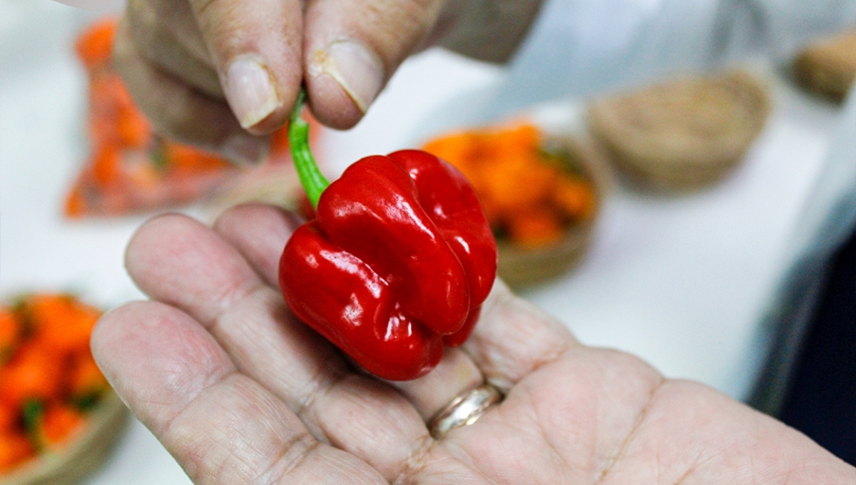 CICY crea 10 nuevas especies de chile habanero en Yucatán; serán resistentes a las plagas