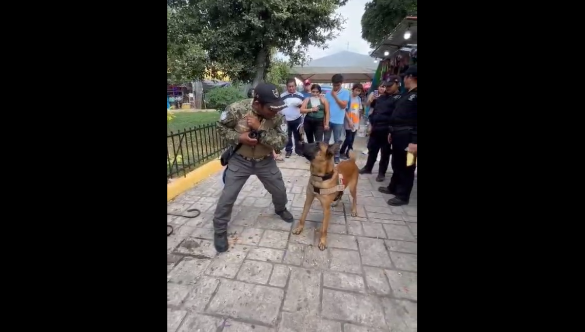 Perrito 'Apolo' se roba la atención de los habitantes de Hunucmá con su entrenamiento