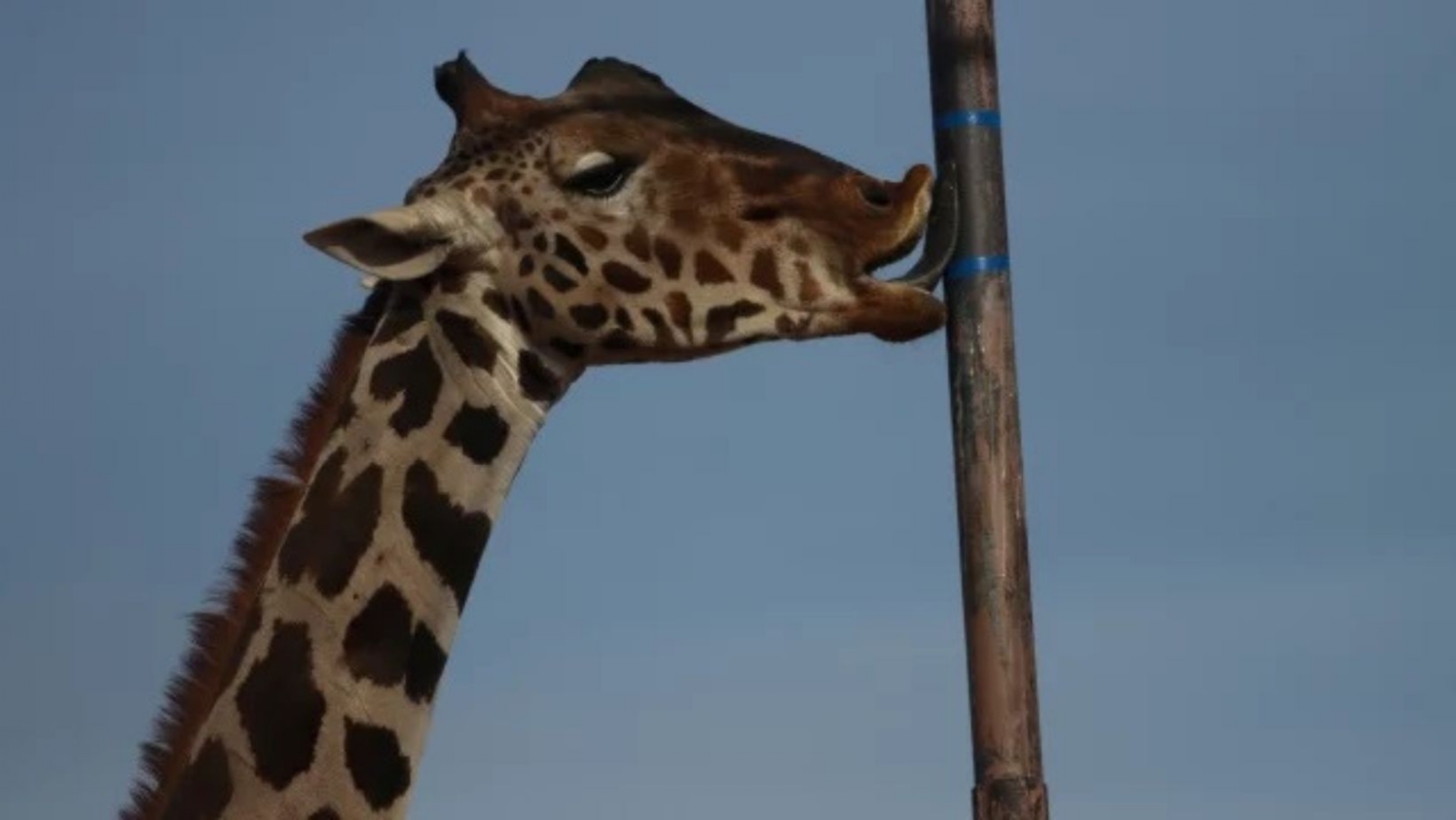 Jirafa Benito llega a Africam Safari en Puebla