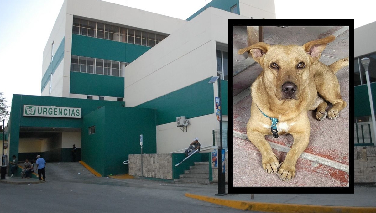 Ciudadanos denuncian maltrato animal en el IMSS Campeche