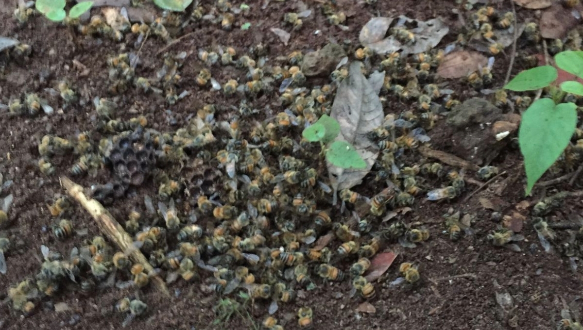 Las abejas tuvieron el mismo comportamiento de las que murieron el año pasado