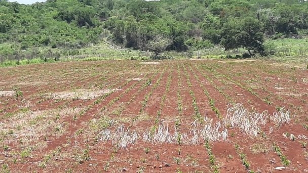 Productores de Bacalar, Quintana Roo, cultivan sorbo ante amenaza de sequía