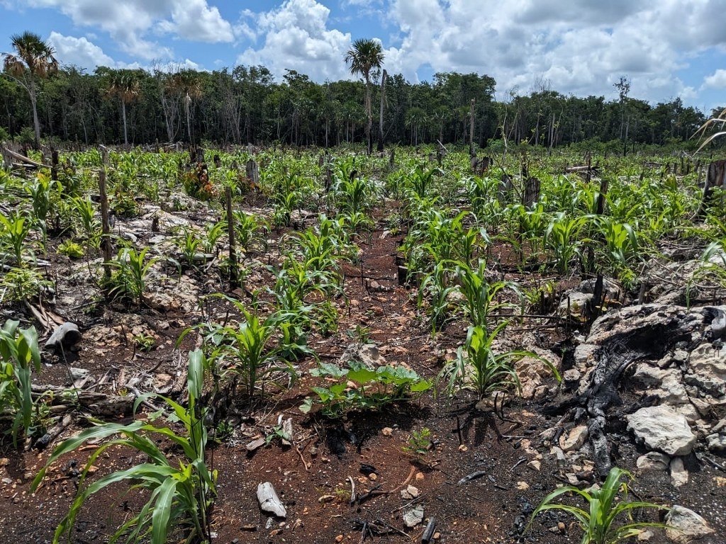 Cultivos en peligro por plagas y sequías en José María Morelos
