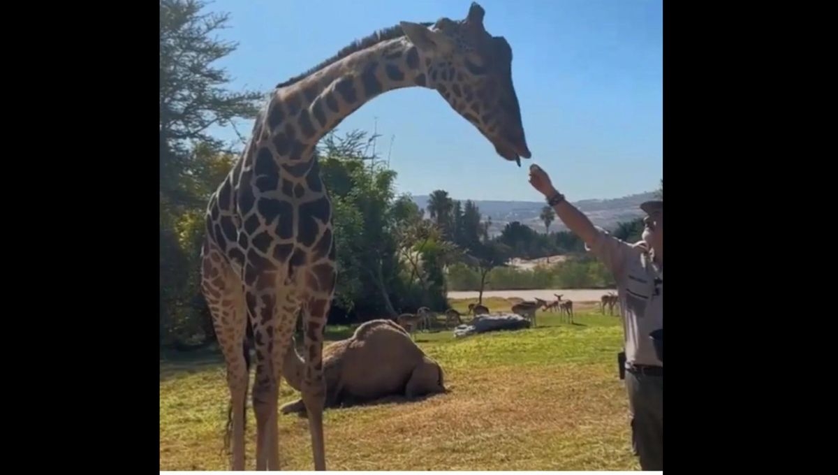 Luego de una gran expectativa, la Jirafa Benito por fin pudo conocer a su nueva manada en Africam Safari