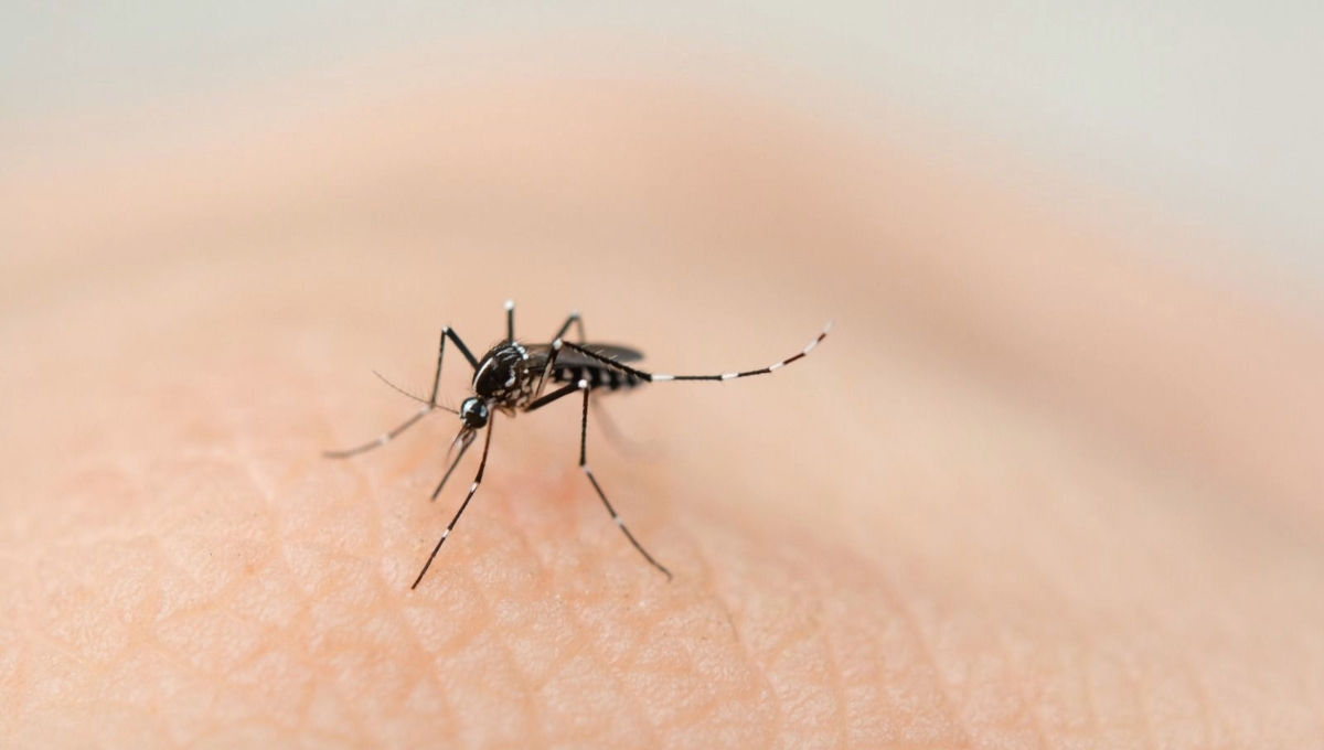 Campeche registra más de 60 casos de dengue en las primeras semanas del 2024