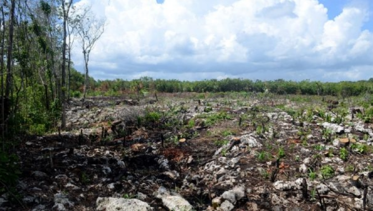 La tasa de deforestación anual promedio en Quintana Roo fue del 1.11%.