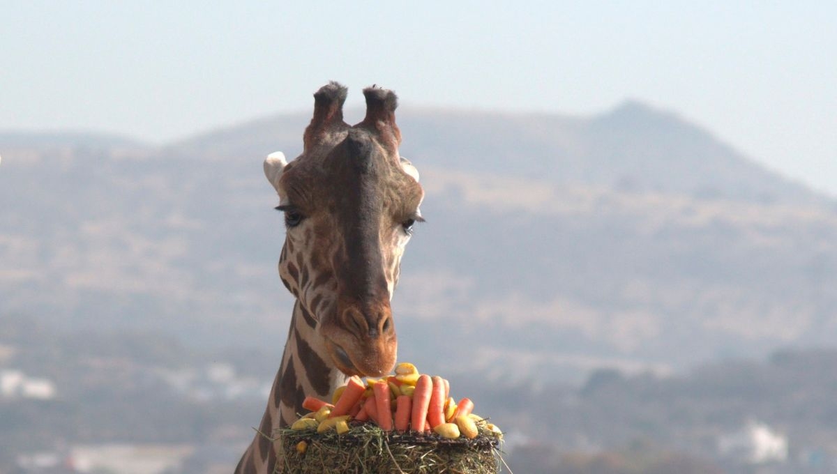Esto es lo que comerá la jirafa Benito en el Africam Safari