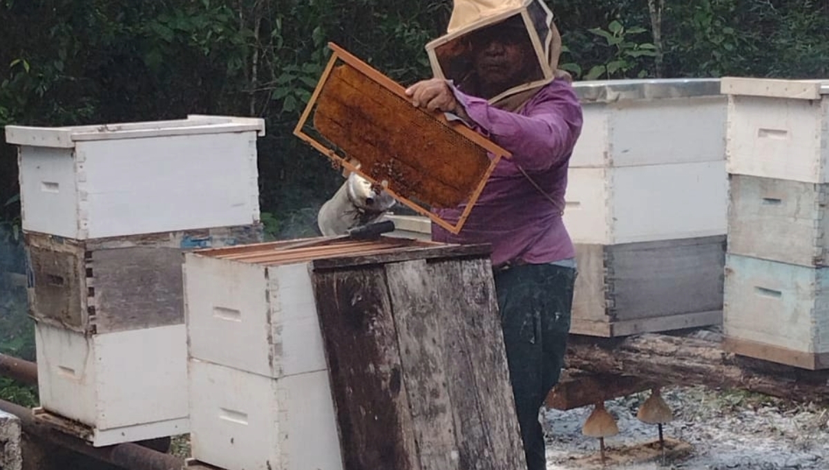 Se desploma el precio de la miel en Hopelchén a causa de contaminación con pesticidas