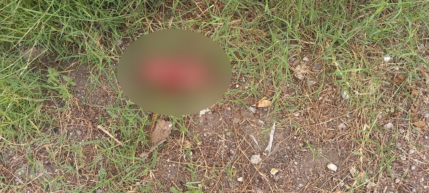 Hallan cadáver de un perrito chihuahua decapitado y mutilado en Campeche