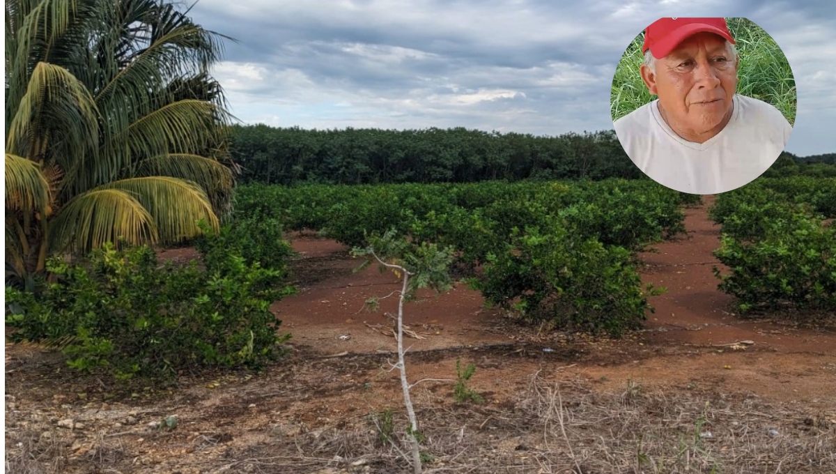 Programa 'Sembrando Vida' revivió el campo en Quintana Roo