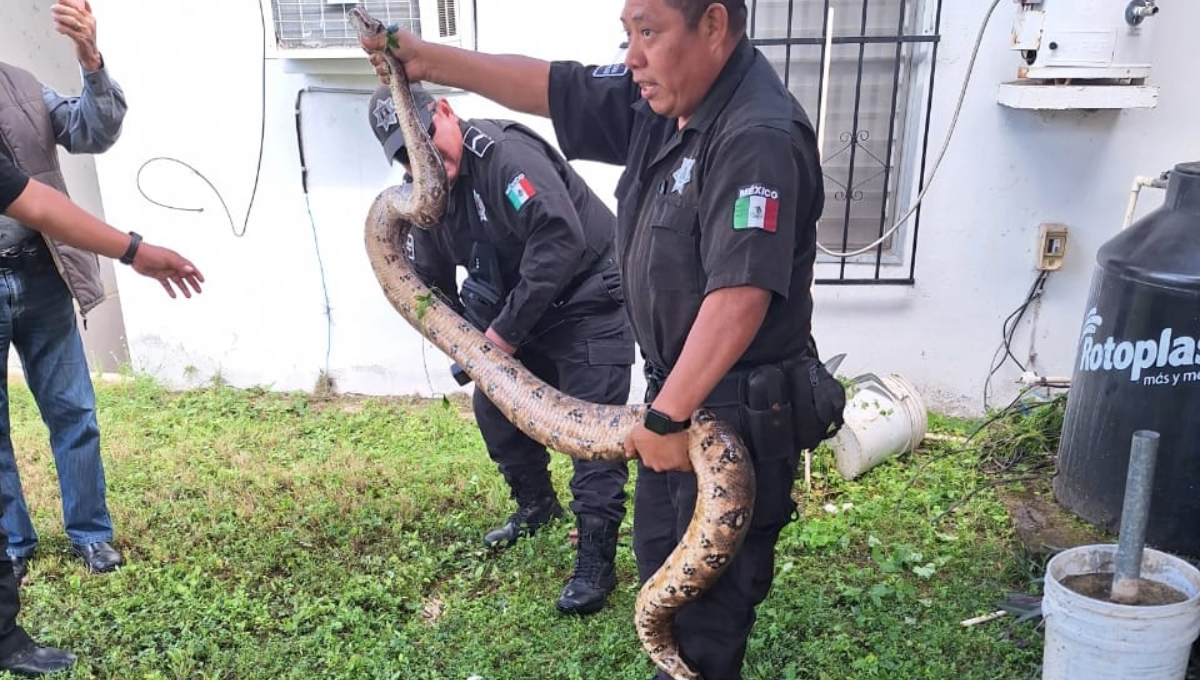 Hallan una boa de más de dos metros en una casa de Valladolid