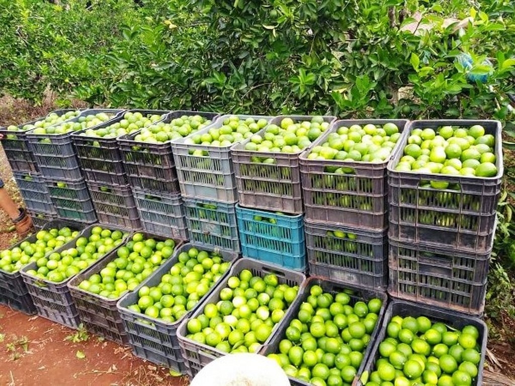 Sin repunte el precio del limón; productores de José María Morelos  esperan mejoría en febrero