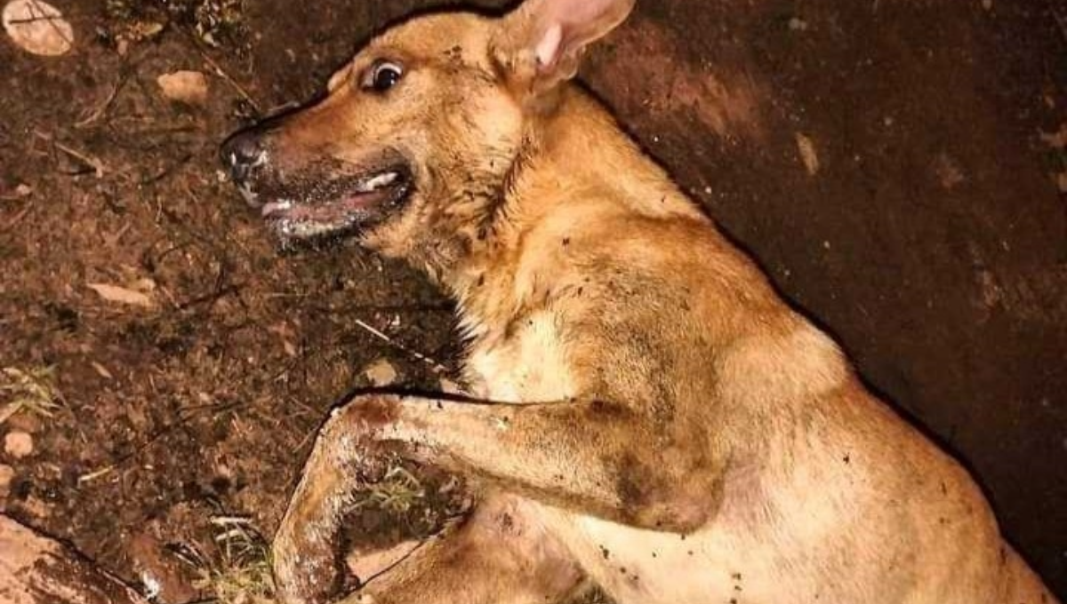 Envenenan a una docena de perros y gatos en Canicab, Acanceh
