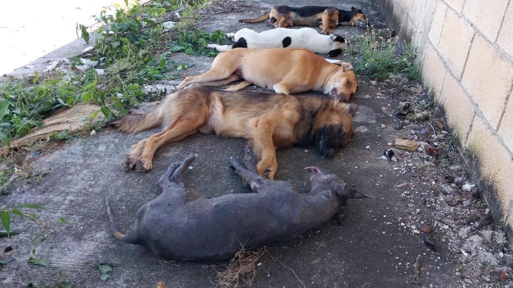 Envenenan a siete perros en la Región 237 en Cancún