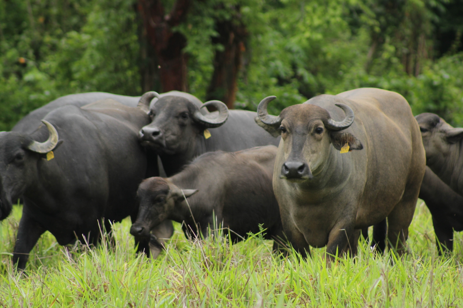 'Mujer bufalera', el programa en Isla Mujeres que impulsa la cría de estos mamíferos