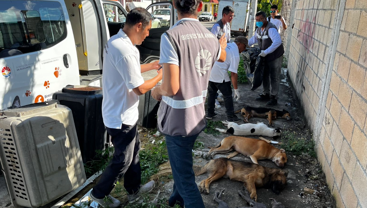 Señalan a una mujer como la posible responsable de envenenar a perros en Cancún