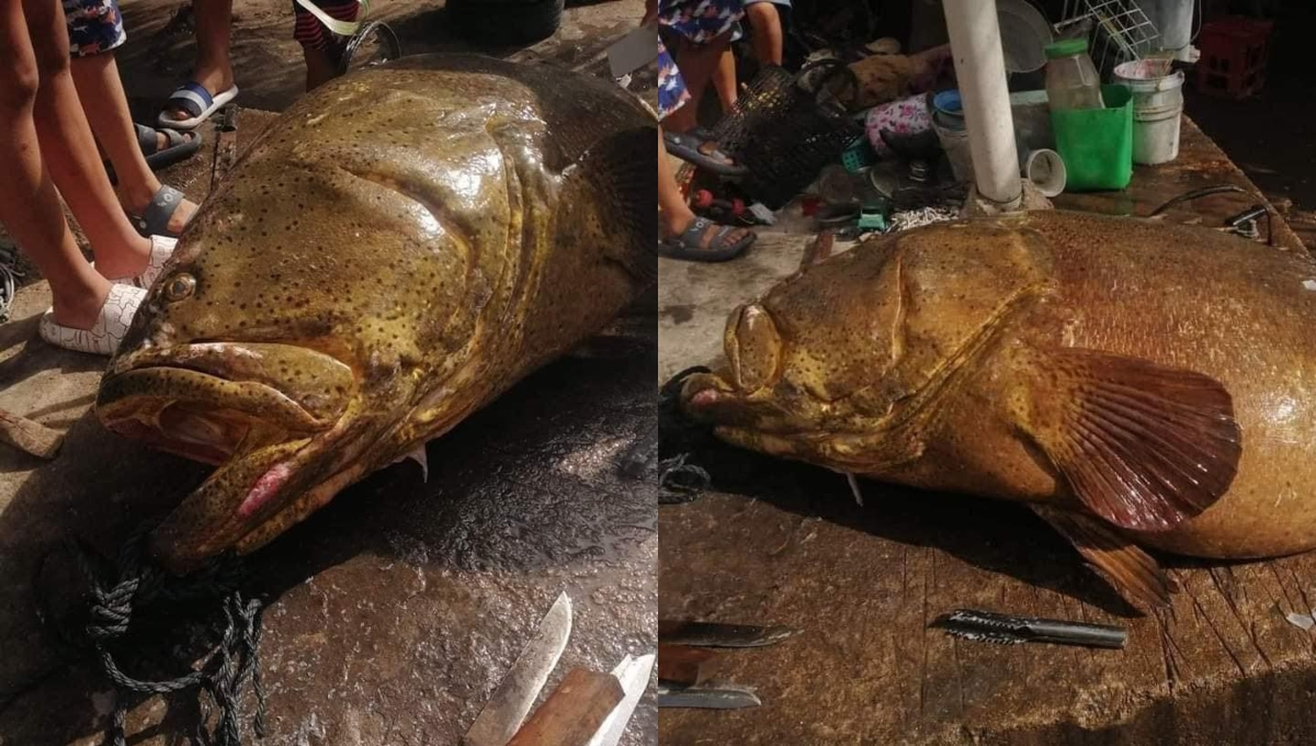 Capturan enorme pez 'cherna' de 150 kilos en El Cuyo, Yucatán
