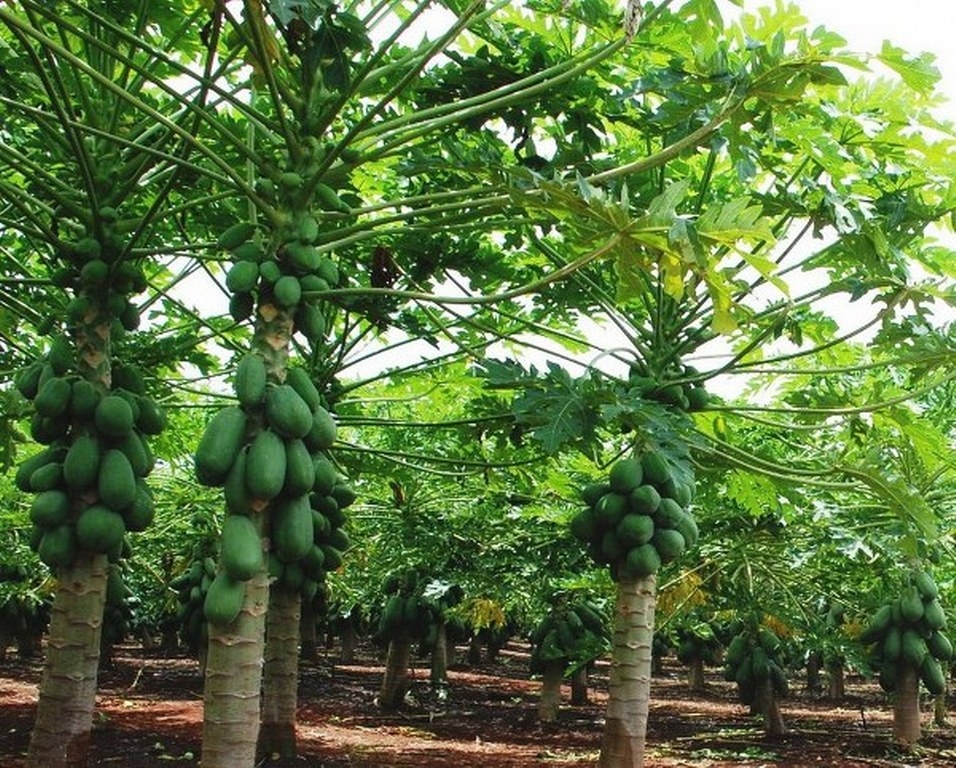 Papayeros de José María Morelos piden apoyo gubernamental ante la disminución de sus cultivos