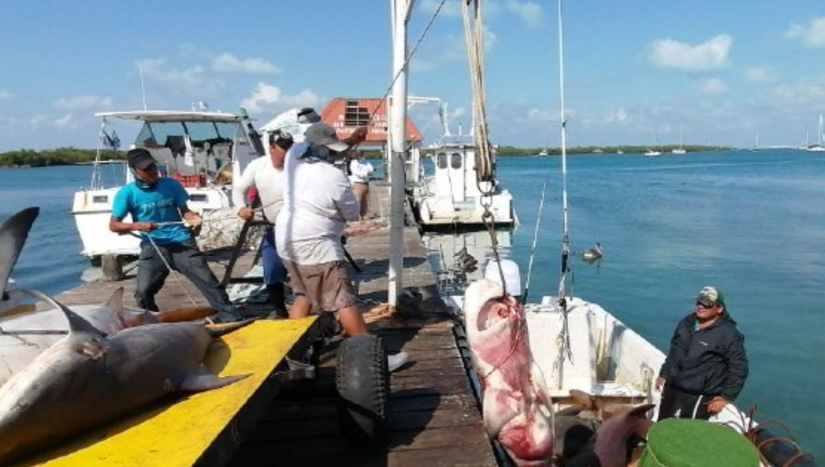 ¡Crisis en Isla Mujeres! Sector pesquero enfrenta una 'caída' en su producción