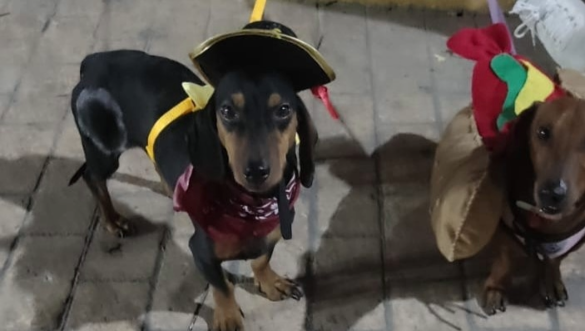 Así se vivió el primer Carnaval Canino 2024 en Acanceh