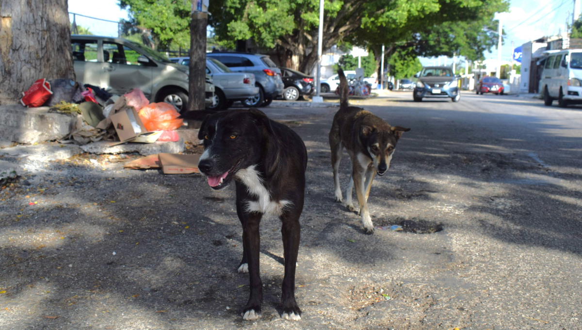 Maltrato a perros y gatos en Mérida se encuentra fuera de control: Activistas