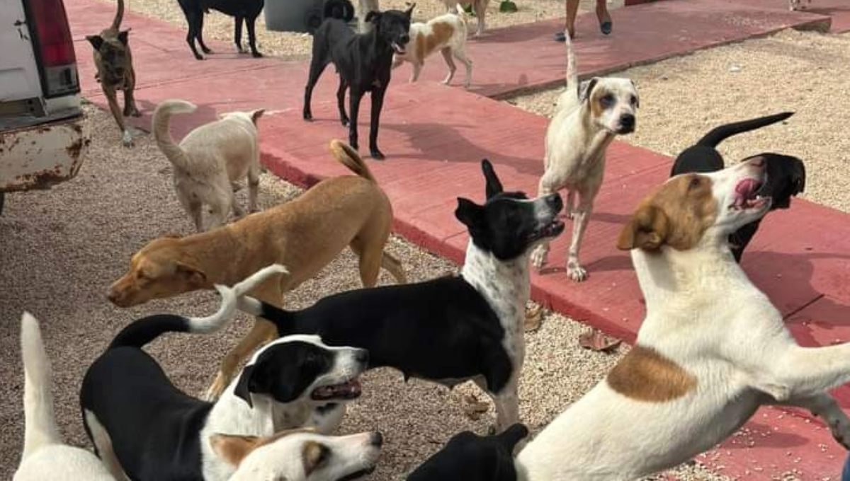 Centro de Bienestar Animal en Felipe Carrillo Puerto se quedó sin espacio para mascotas