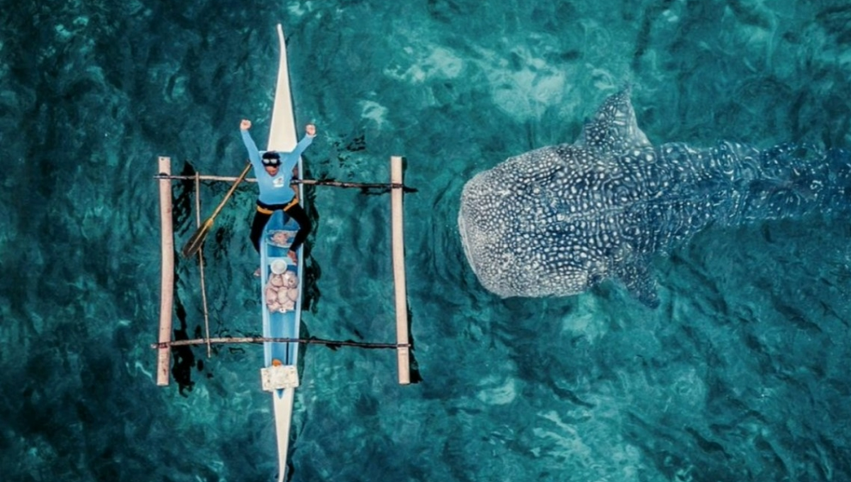 Semarnat y Semar desconocen proyecto para proteger al tiburón ballena en Isla Mujeres