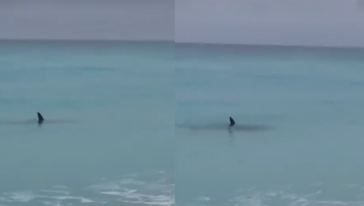 Turistas graban la presencia de dos tiburones frente al Hotel Iberostar en Cancún