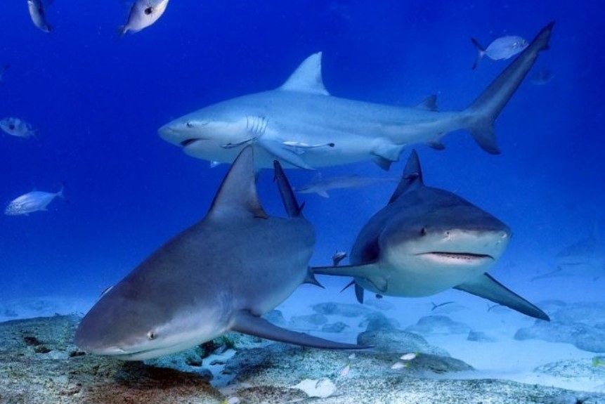 Cooperativa 'Patria y Progreso' cerraría la temporada de tiburón con 20 toneladas en Isla Mujeres
